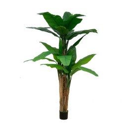 Pianta di Banano ornamentale 200 cm con vaso