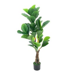 Pianta ornamentale Ficus Pandurata 125 cm. 43 foglie con vaso