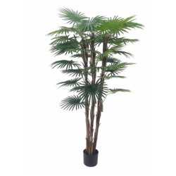 Pianta ornamentale Palma Camerux 140 cm. con vaso