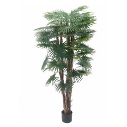 Pianta ornamentale Palma Camerux 170 cm. con vaso