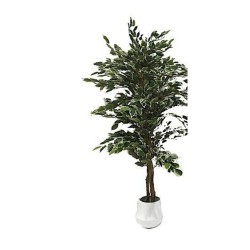 Pianta ornamentale di Ficus 180 cm. 1344 foglie con vaso